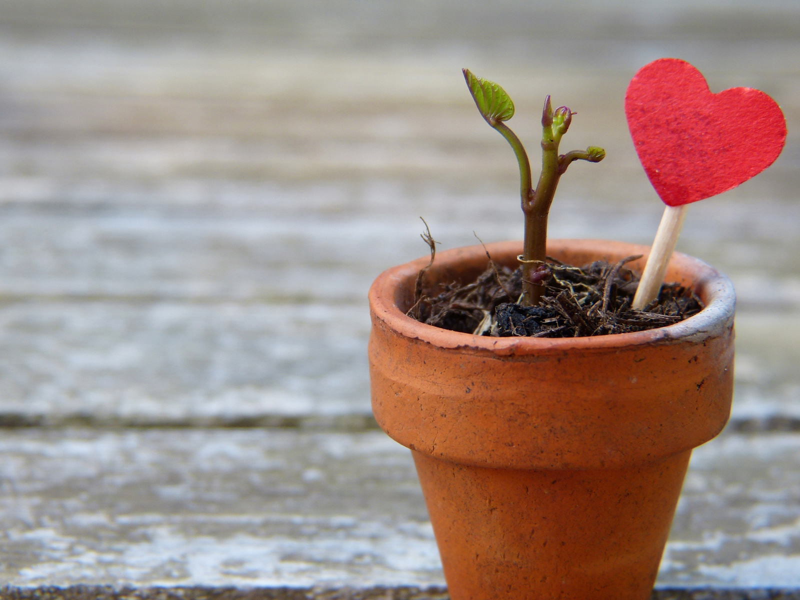 Flower Pot with Toy Heart