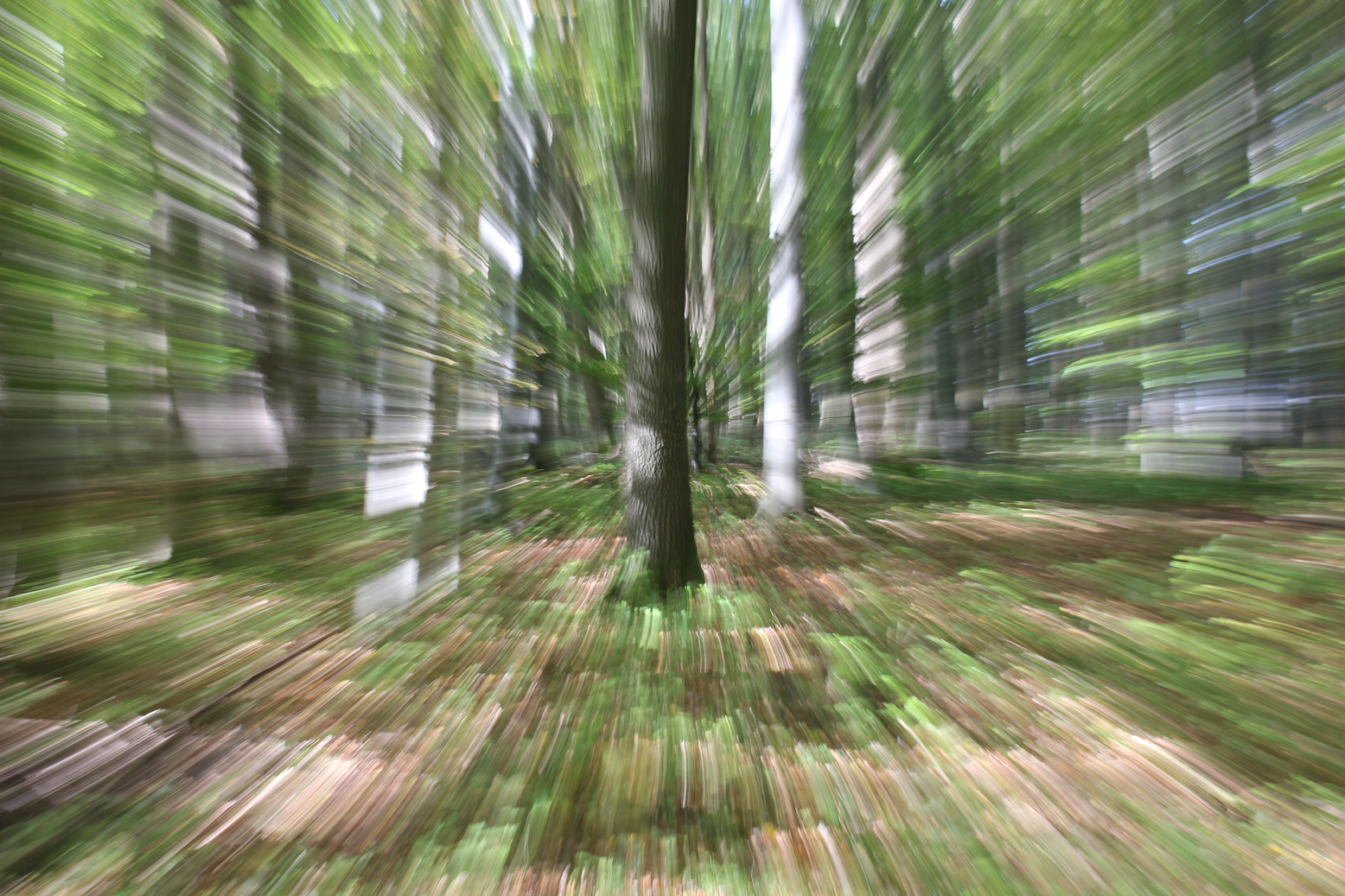 Purposely defocussed forest